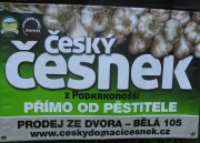 Český česnek z Podkrkonoší